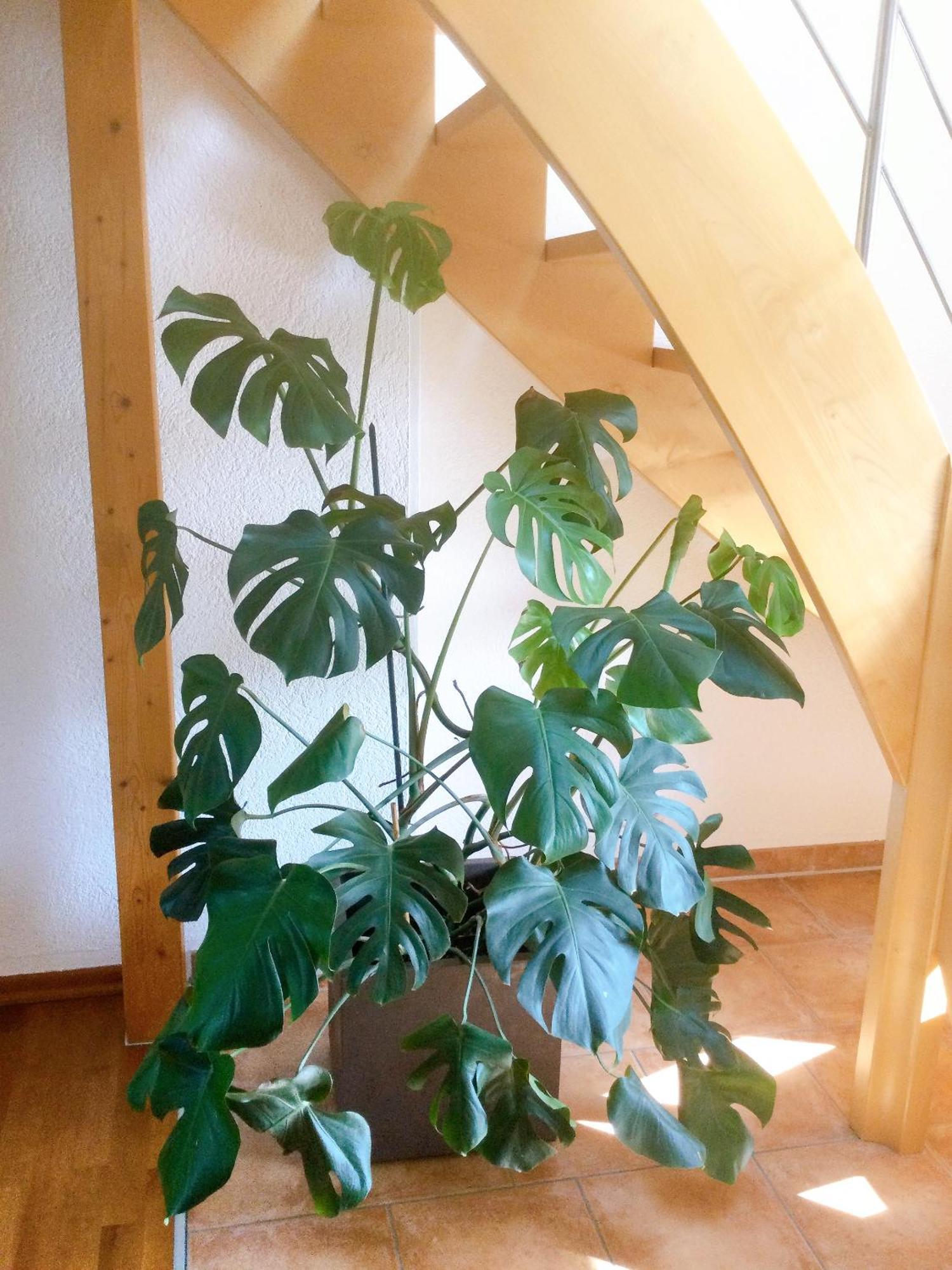 Wohnung Mit Stil Troisdorf Buitenkant foto